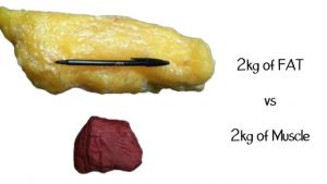 Сравнение объемов одного и того же веса мышц и жира.