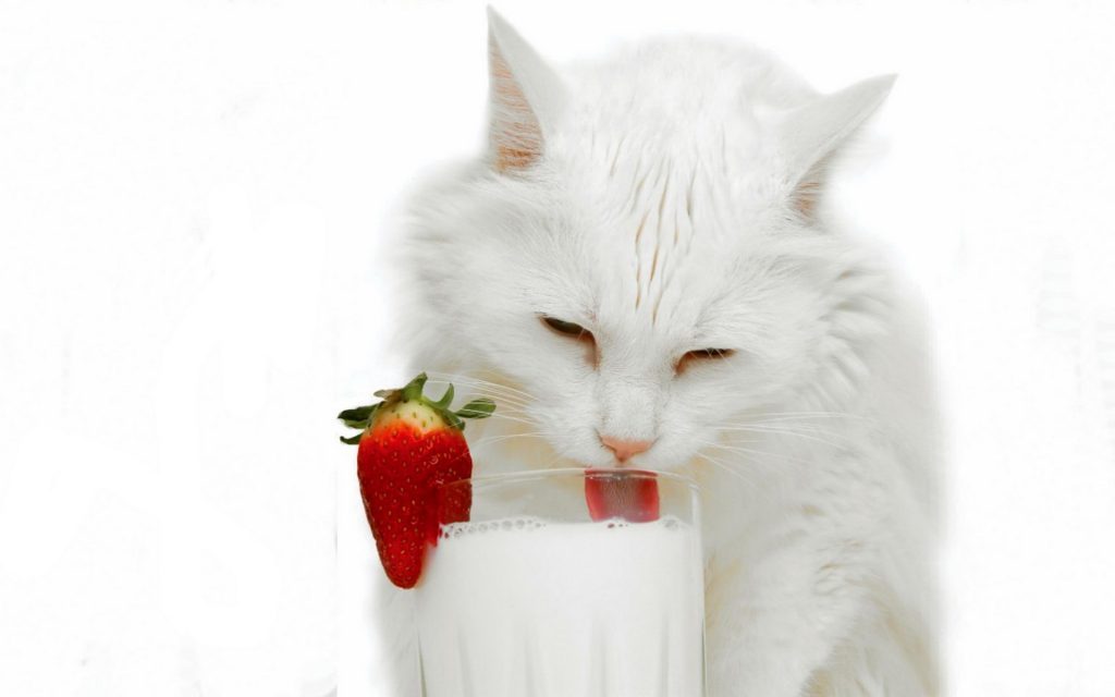 Какое молоко на кето диете лучше пить? Чем заменить коровье молоко?